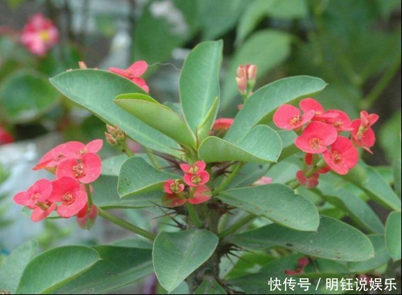 越来越多人养花不养绿萝了,如今都流行这种花,好看又旺财!