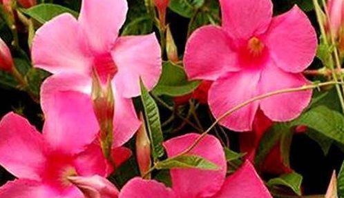 4种花，自带福气好养活，日子红火财运滚滚，好看好养寓意好