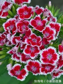 喜欢在家中养护花卉,就选择花色艳丽,花期长,观赏价值高的花卉