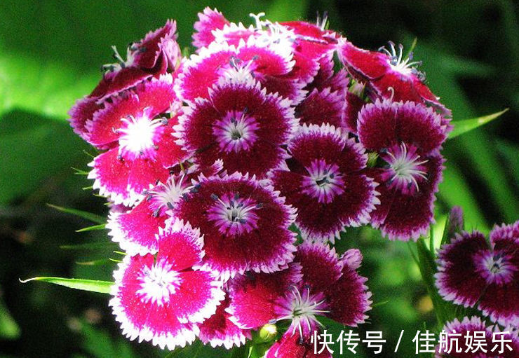 喜欢在家中养护花卉,就选择长势茂盛,花色艳丽,开花繁多的花卉