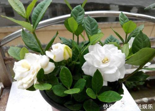 6月扦插“2种花”刚好，20天生根，3个月上盆，开花多，又香又美