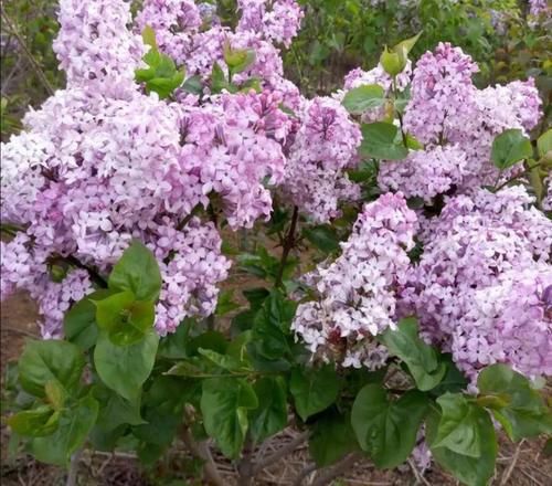 院子里养5种“浓香型花”，开花时满园飘香沁人心脾