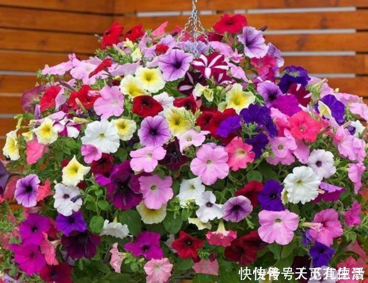 一年四季|此款小花,开花美长势旺,黄绿交辉,展现内敛美