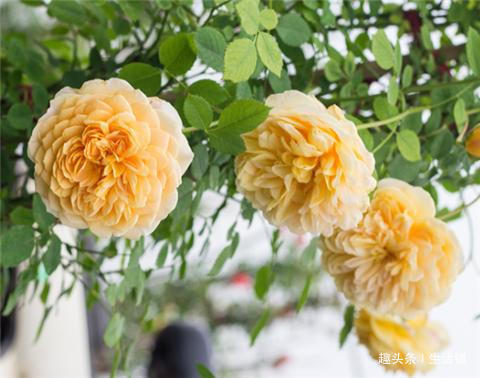 月季不开花2招搞定，花朵鲜艳好看，一茬接一茬