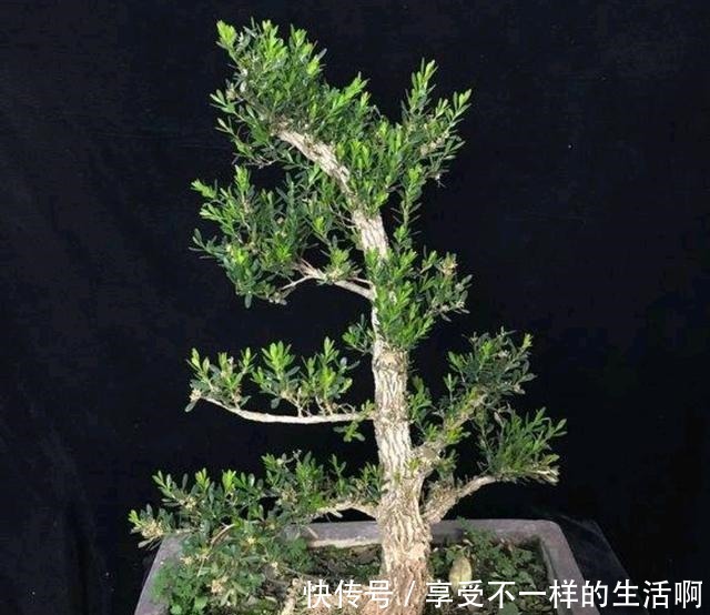 要想黄杨盆景美，春季如何施肥还要注意哪些管理！