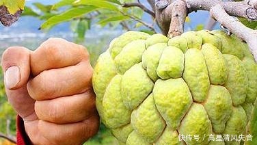 春天一定要尝一尝这4种水果,营养价值丰富,适合老人和小孩吃