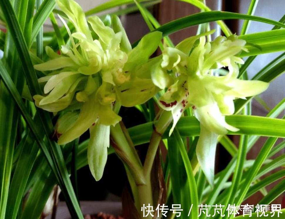 提醒：这12种“漂亮花”，不适合养在室内，别不当回事