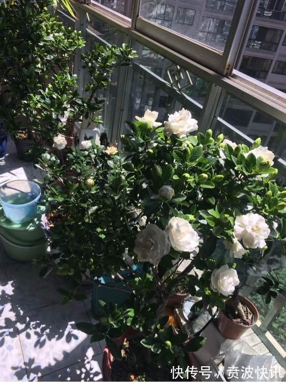 花友|3种植物是老酒鬼,一喝啤酒就疯长,根本不用施肥!