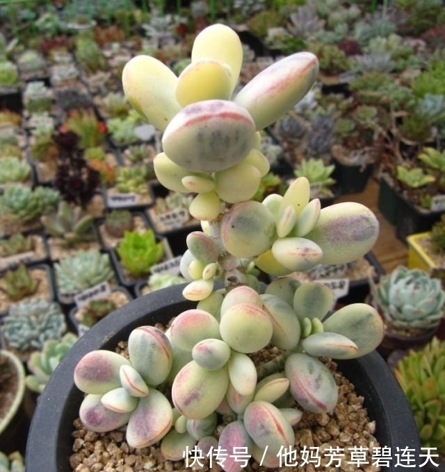 这个小盆栽居然卖600多万,快看看你家有没有!