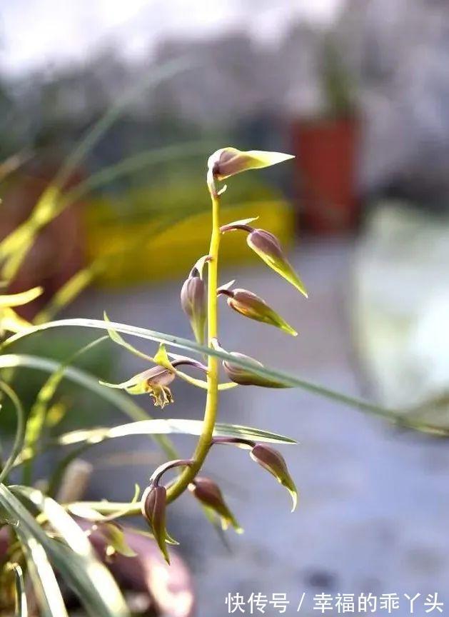 怎样养春兰蕙兰,才能开花香、花期更长?低温作用不可忽视