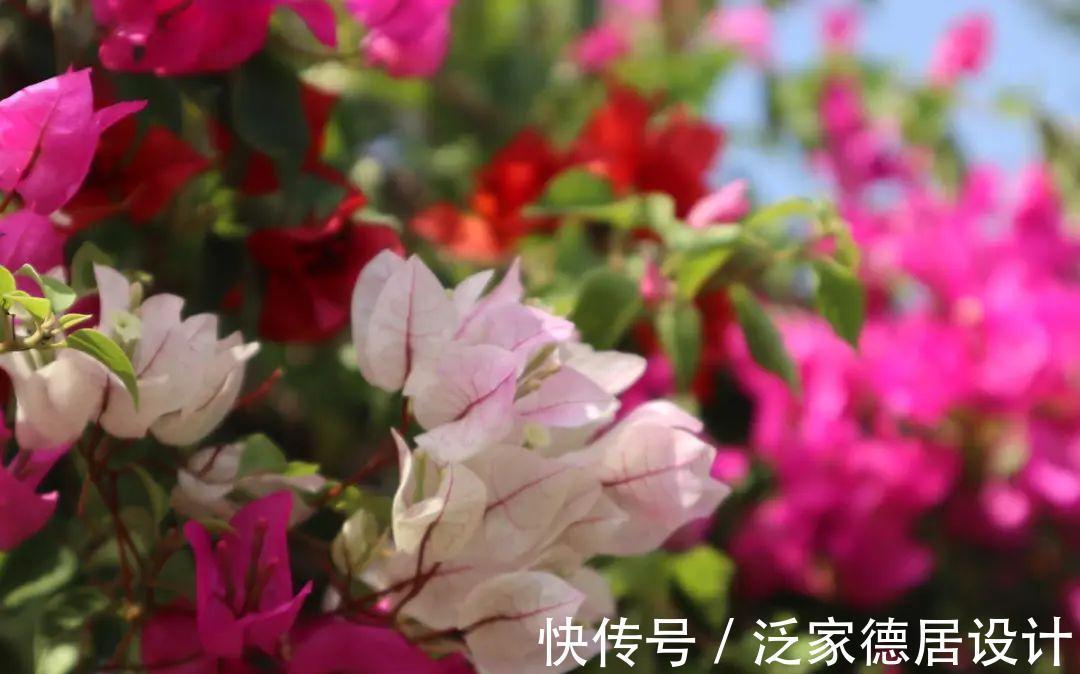 绣球|6种花“苏醒”了,多浇水、要施肥,下个月就开花