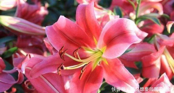 春天养此款花卉，好养易打理，花色柔美，花朵烂漫迷人，美爆了