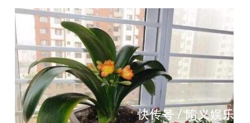 用筷子戳个洞,滴上几滴“它”,“4种花”超喜欢,蹭蹭长不停!