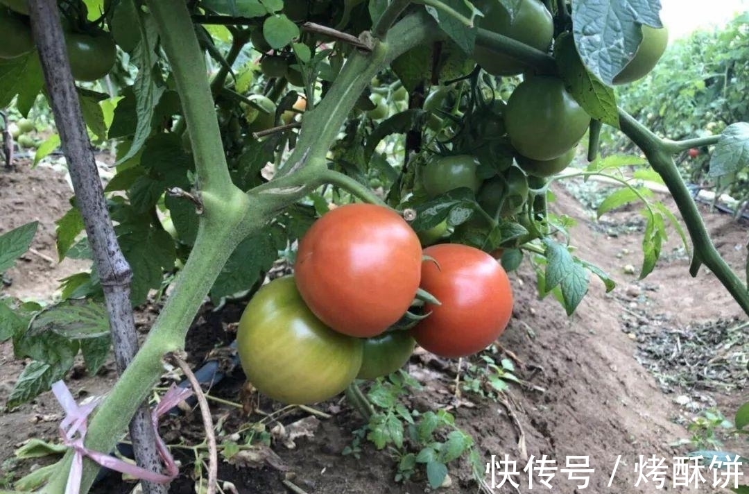 童年沙瓤柿子哪去了，为何柿子比以前难吃？真正的原因并非转基因