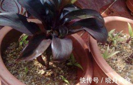 养花土不会消毒,教你3招常用土壤消毒小技巧,快试试吧