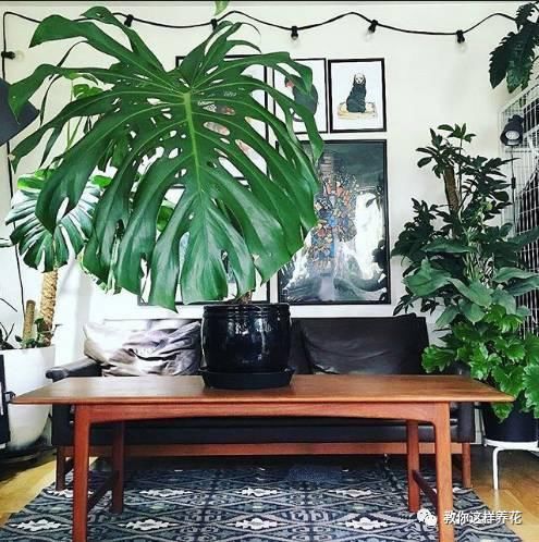 空气|专吸二手烟甲醛的花,堪比“天然净化器”,养1盆全家都健康!