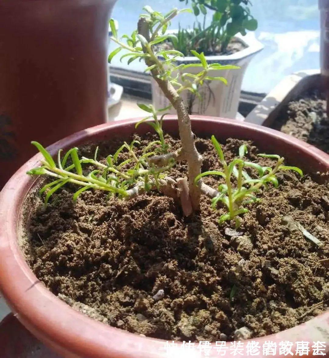 花量|6种花别养老桩,越老越不开花,赶紧扦插备份