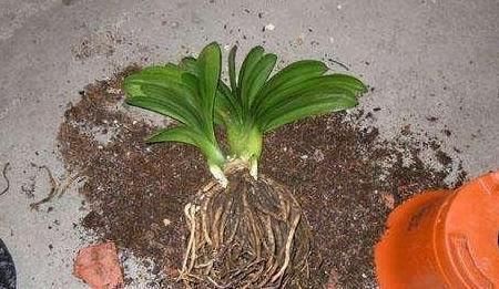 肥力|养花的旧土,加点料,秒变营养土,“肥的流油”,养啥花都旺