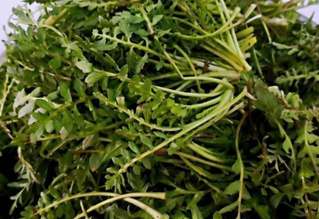 冬天吃饺子,我家最爱的馅,比白菜香比萝卜鲜,鲜嫩多汁还解馋