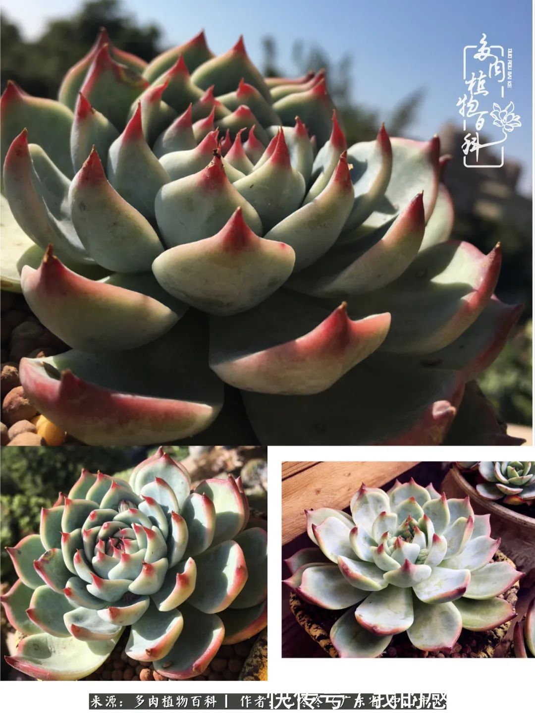 养多肉的路上患得患失,却依然如最初般热爱!