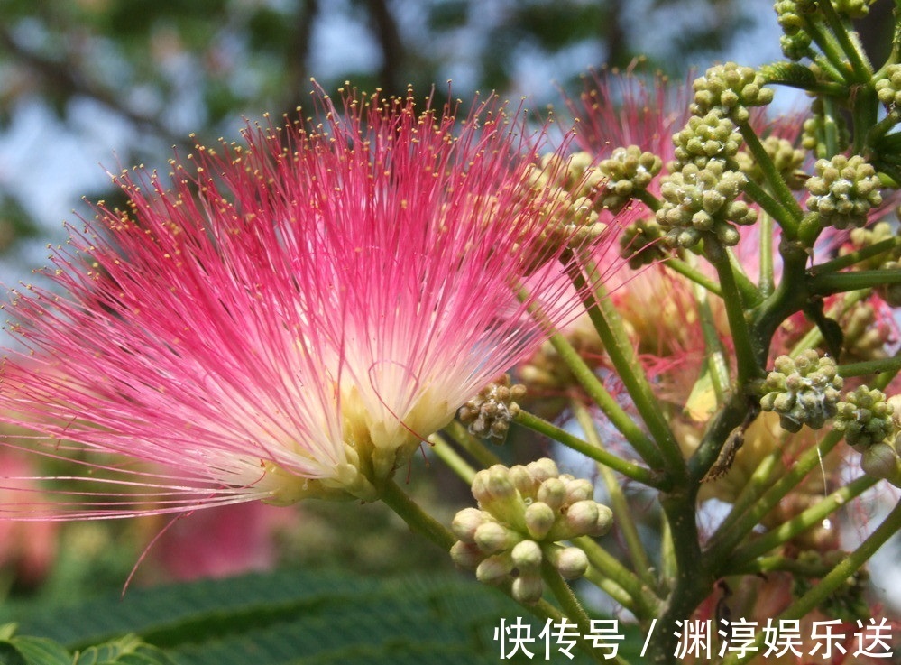 象征|此花昼开夜合,是夫妻关系和睦的象征,还能够起到安神的作用