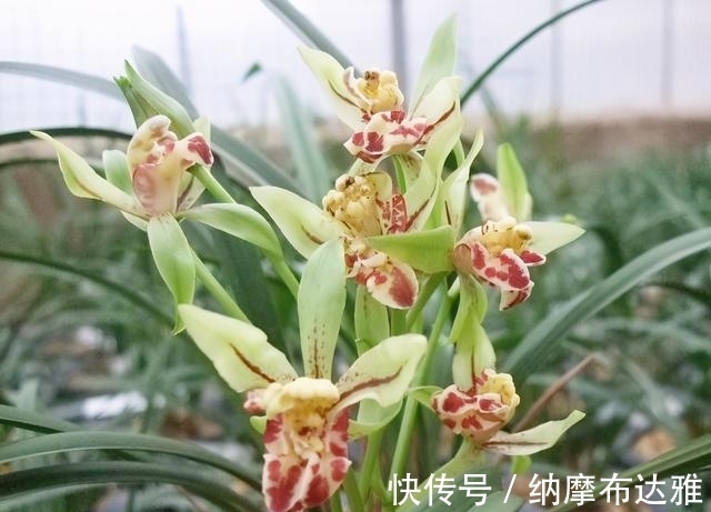 建兰|以前河边的野草,现在成为高档盆栽,花奇浓香,便宜又好养