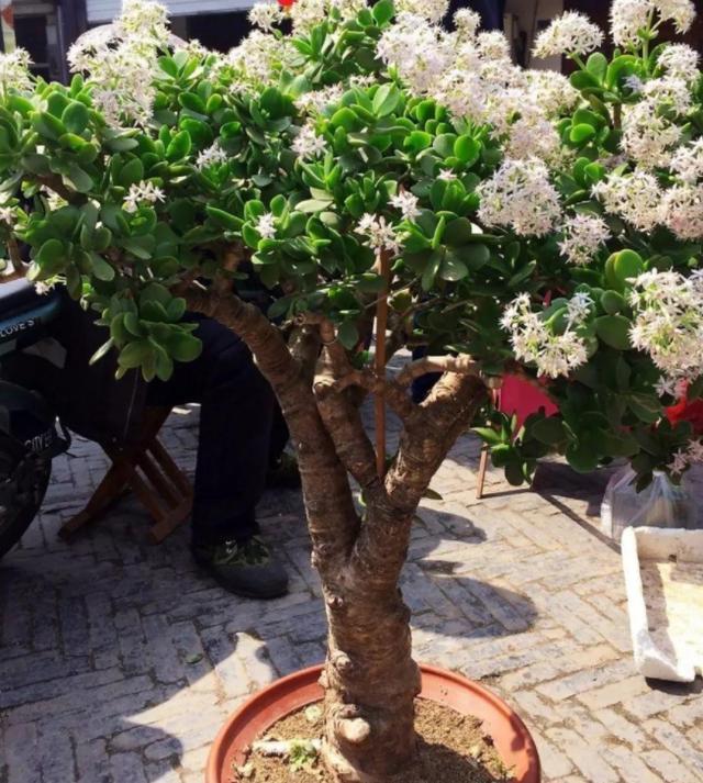 此花养上3、5年,给''1万''都舍不得卖,聪明养花人的首选