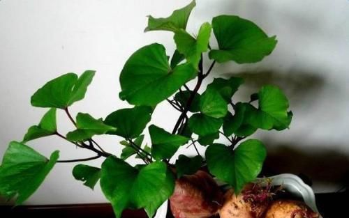 吃不完红薯,插水里就能活,增添乐趣还能食用