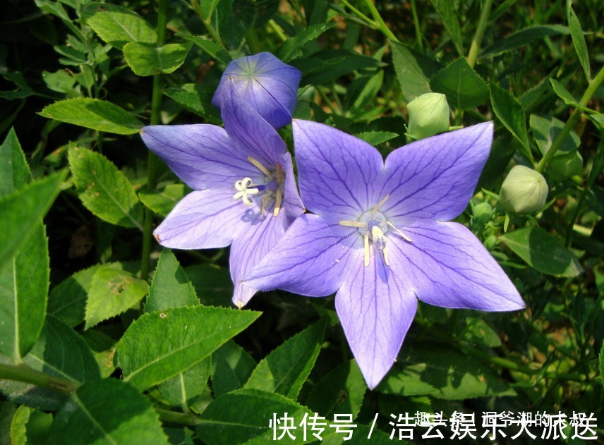 有福气|婚姻里,最有福气的3大生肖女,上有老公疼爱,下有孩子孝顺