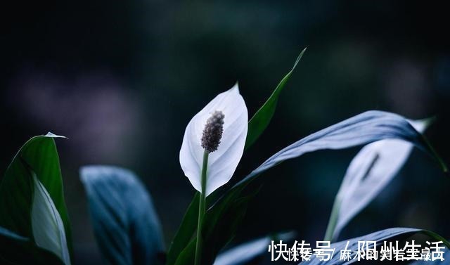 耐阴花|适合冬天养的8种耐阴花,没有直射光,也能有花赏!