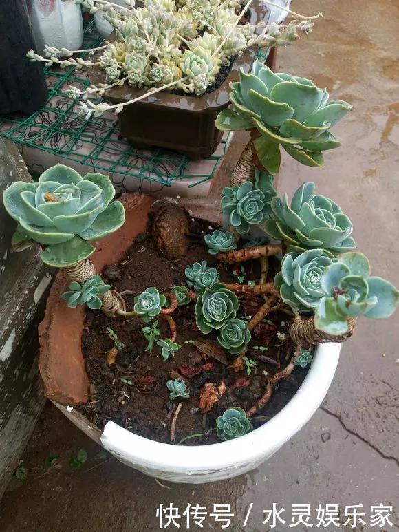 路边一堆“名贵花”,丢人也要捡,捡回家养2个月就开花!