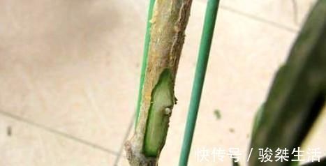 蟹爪兰|不会嫁接蟹爪兰?此3种,有文有图,2分钟学会!