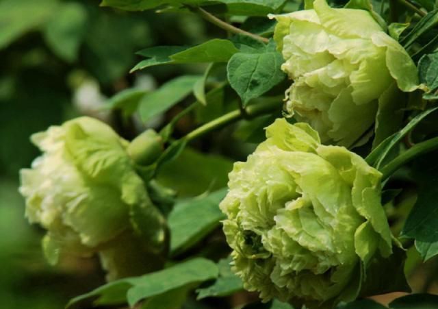 养花就要养“独特”品种,这种“绿颜色”的花很好看,适合在家养