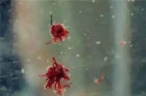 野钓诱钓鲫鱼的4种经典秘法,有鱼必上钩!