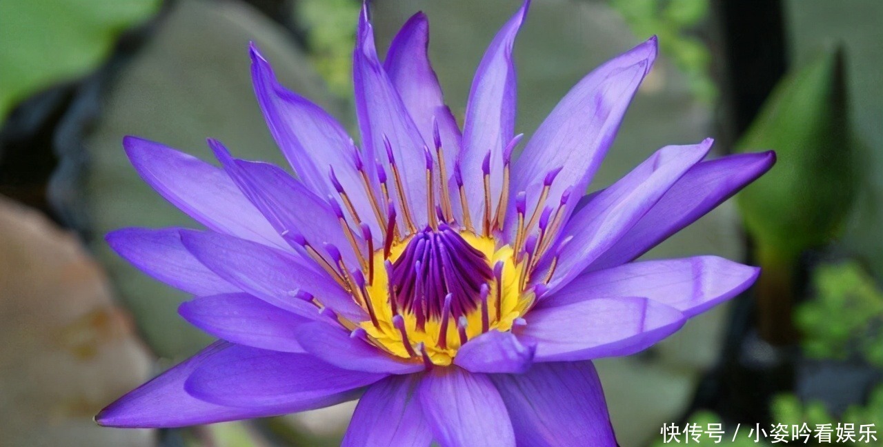 植物界|世界上最贵的6种花,植物界的“无价之花”,看看你认识几种