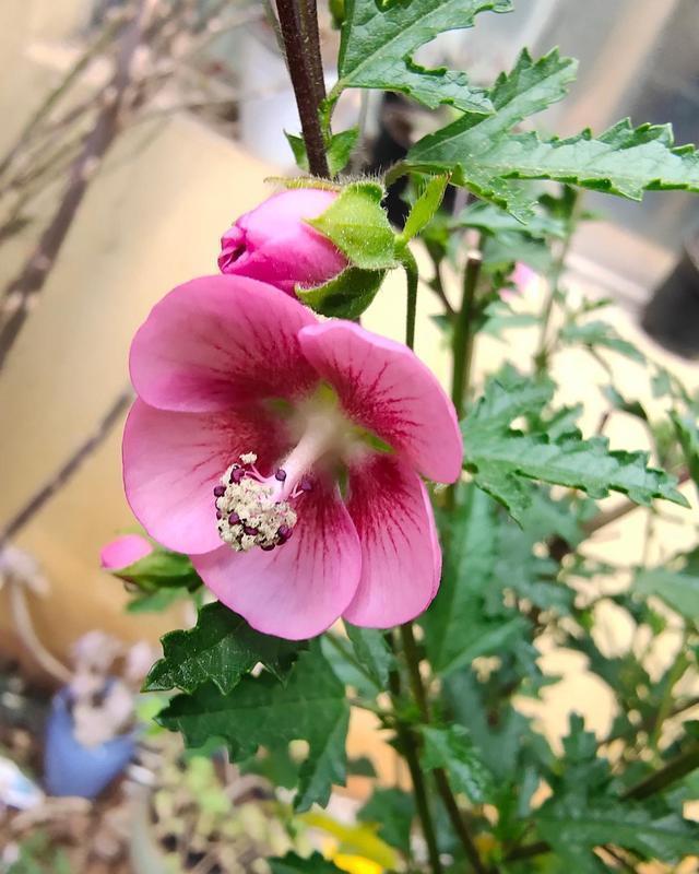 养花在“精”不在多，试试这“三种花”，入春开出一片花海