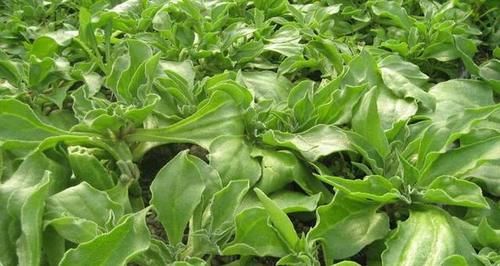 可溶性纤维|秋季养生,常吃三种食物,缓解疲劳,补血养颜,清理体内毒素