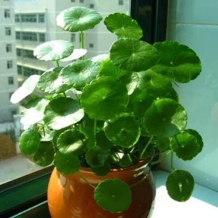 铜钱草长得“快与慢”，施肥不重要，关键在“摆放”！