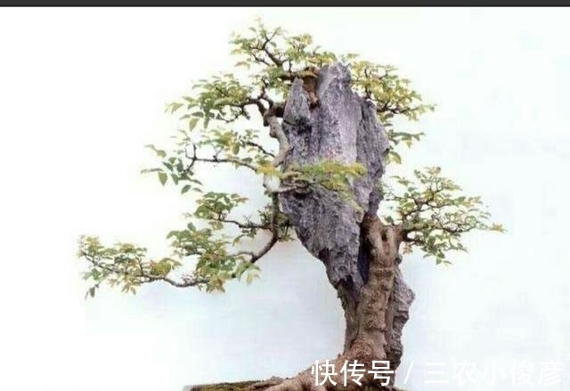 软石|怎样才能制作出更加自然的附石盆景?