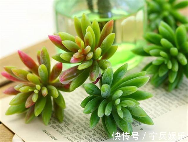 刚买回来的多肉，什么时候能够才能上盆，多肉植物上盆的最佳时间