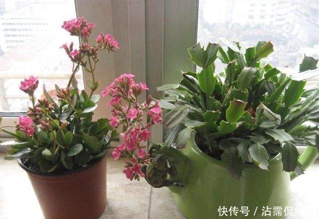 邻居|长寿花和蟹爪兰可以做邻居吗原来这么“养”,枝叶茂密花开不断