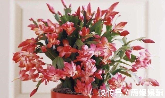 透水|蟹爪兰浇水的“小技巧”,一学就会,叶片杠杠厚,花苞压弯枝