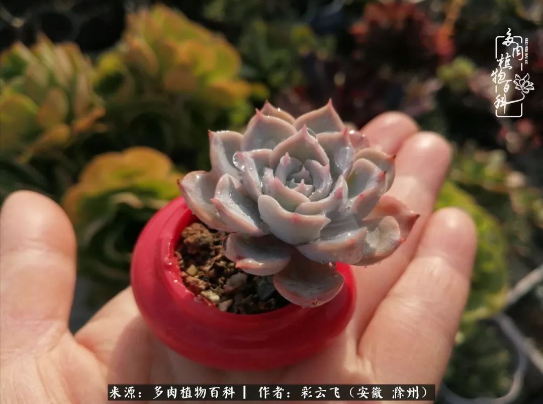 浇水后的多肉,照片秒变“照骗”!却被“骗”得很开心!