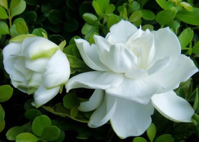 香味|开花植物没香味关键原因有2点，给它做充足，只要开花满屋飘香