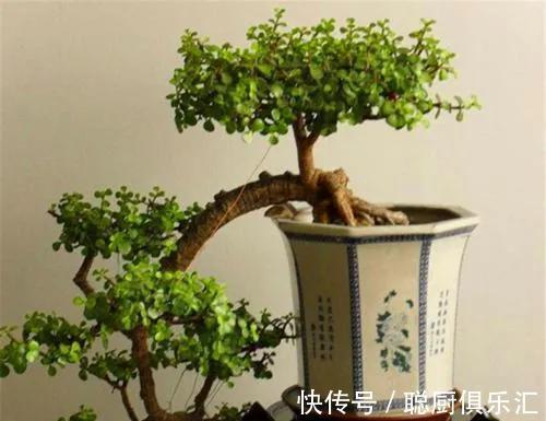 金枝玉叶叶片掉落,啥原因,注意这些轻松解决