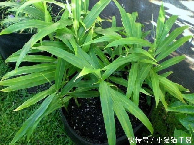 土豆|生姜、土豆吃不完,就扔“花盆里”,长成漂亮盆栽,结出丰硕果实