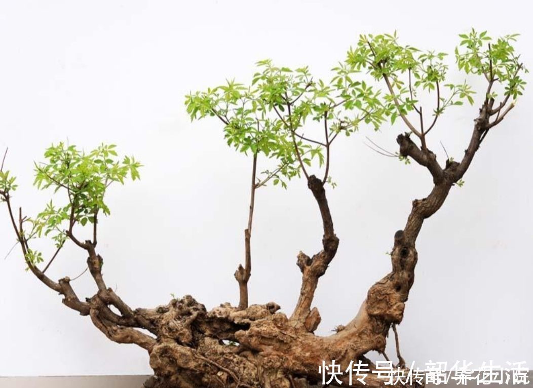 农村随处可见的2种植物，拿来做盆景，苍劲古朴，观赏性强