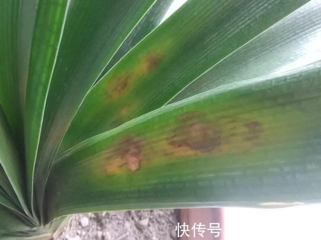 高温|10种花要控水,天热反而不能浇,一浇水就死