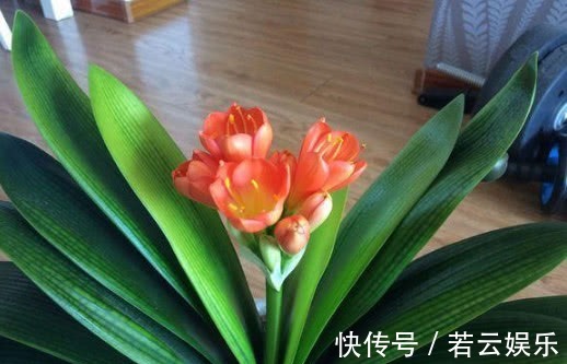 悄悄告诉你,养花学会“这3招”,不黄叶不烂根,花卉蹭蹭长爆盆