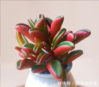 野外4种“野盆栽”,随便挖回家一棵,漂亮无比,省下买花钱